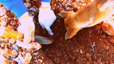 Búsqueda de trufa negra con perro adiestrado