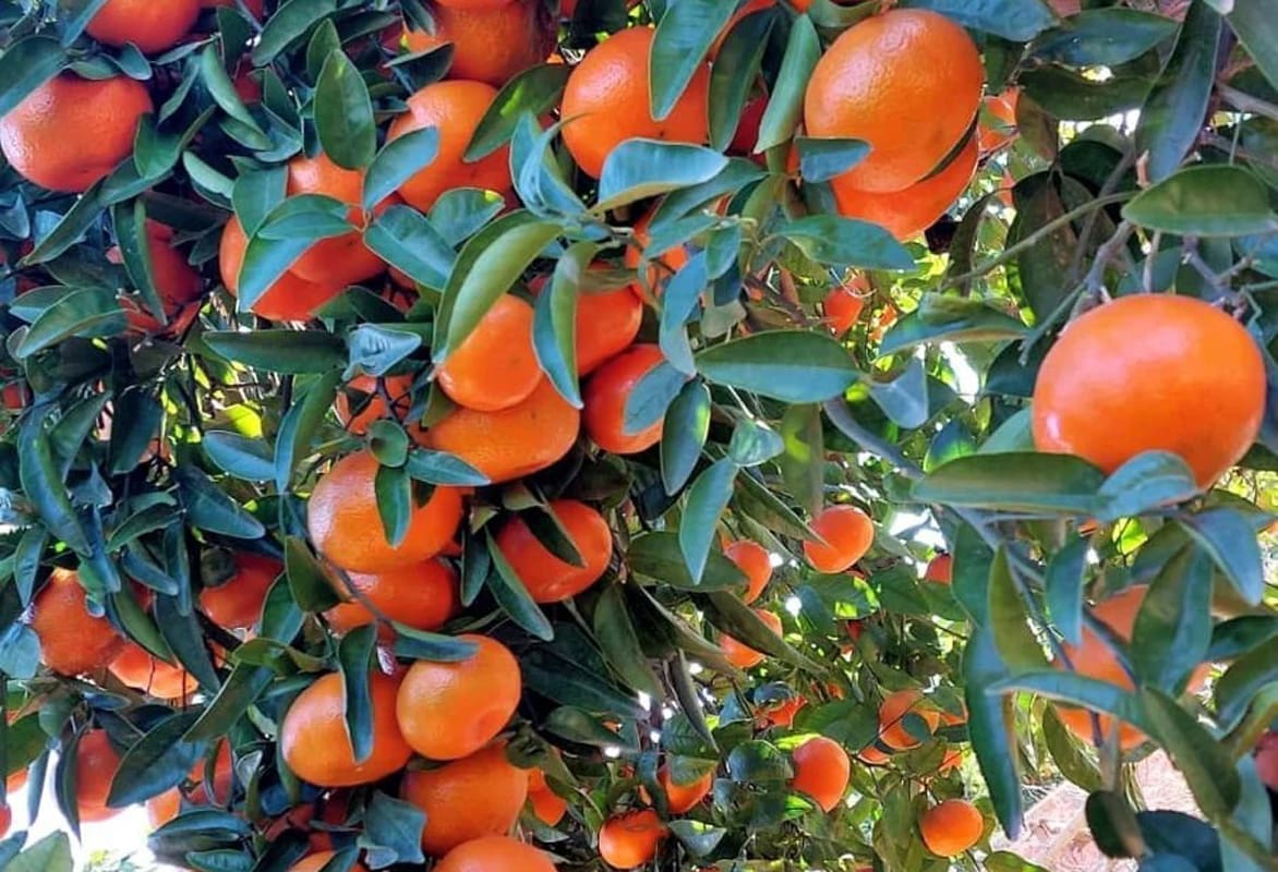 Naranjas Marisa