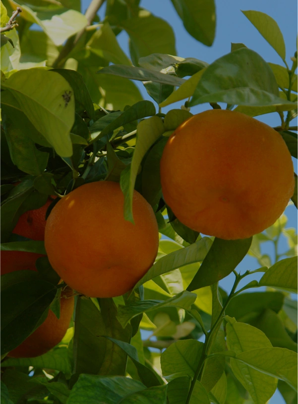 Ruta de la Naranja