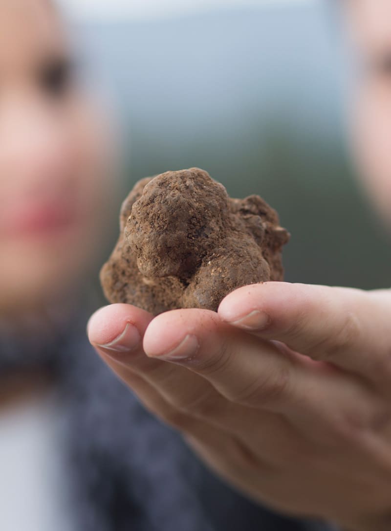 Truffle Territories, a hidden treasure