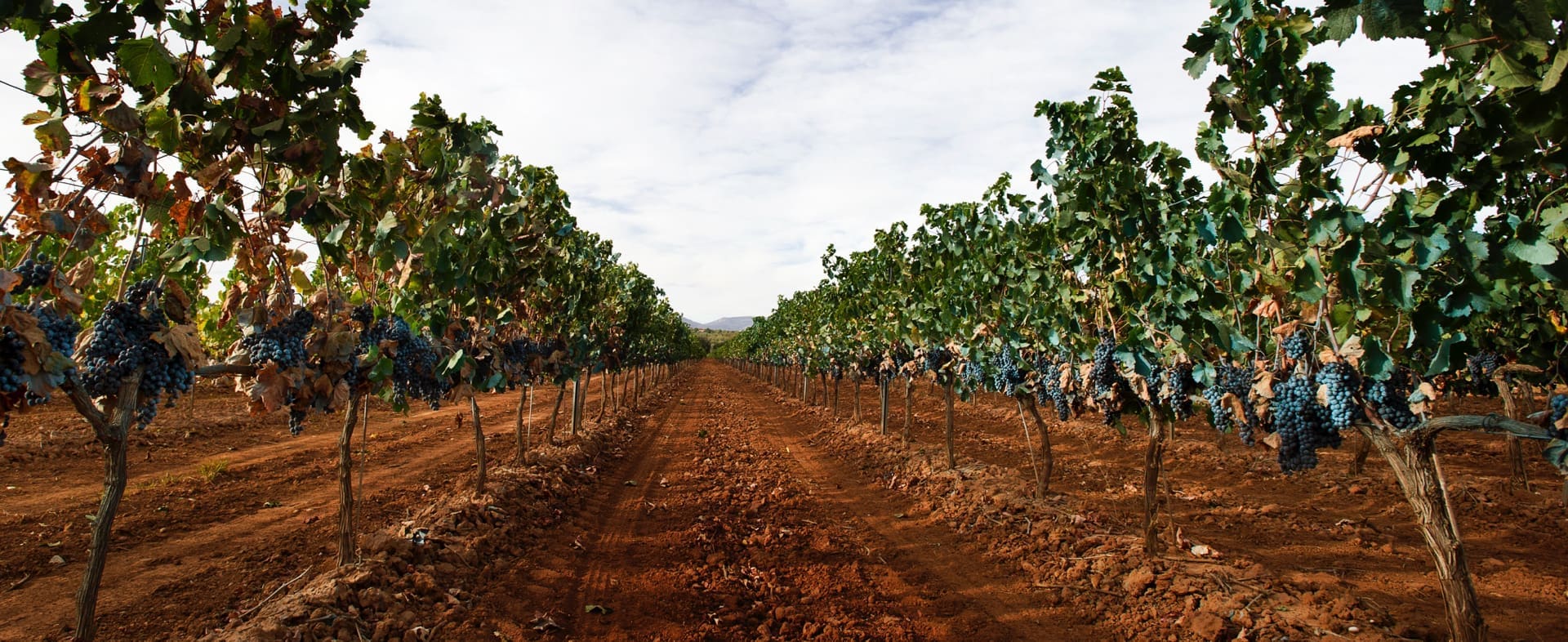 Ruta del Vino de Castellón