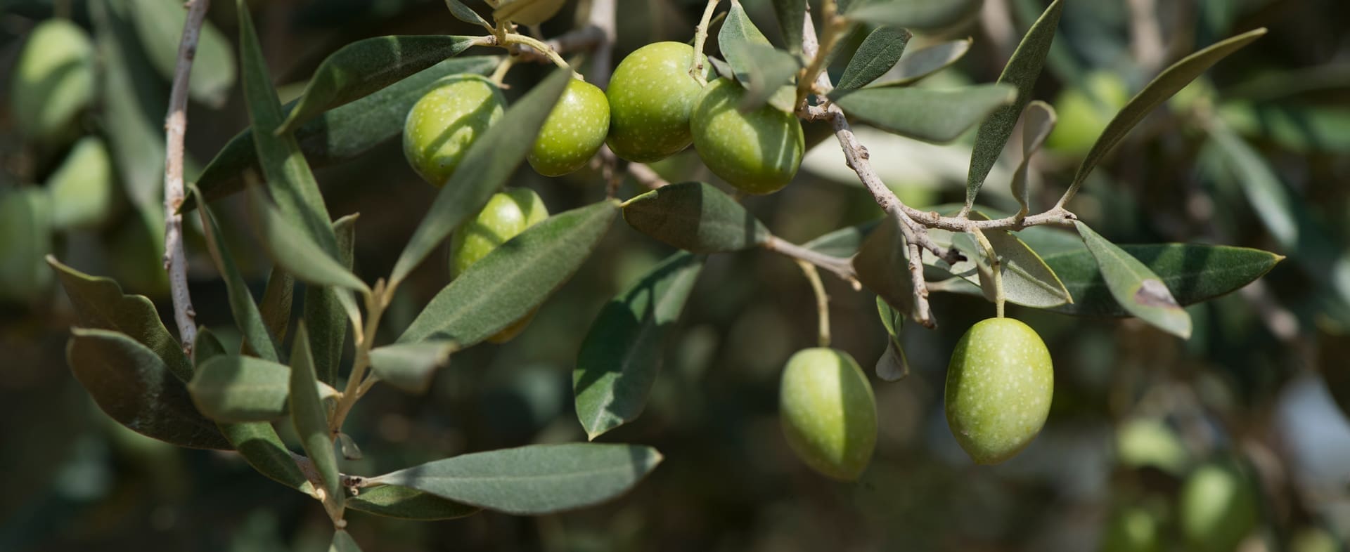 Ruta del Aceite y de los Olivos Milenarios