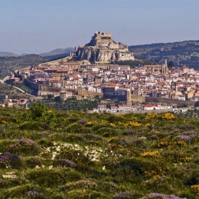 Morella