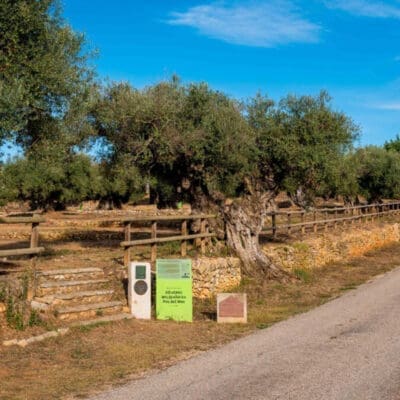 Olivos milenarios y vinos