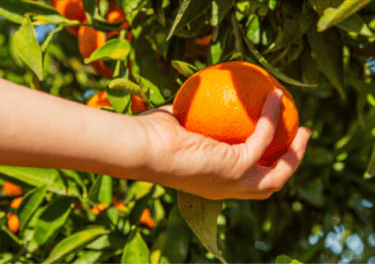 Jornadas Gastronómicas de la Naranja