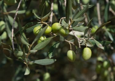 Muestra de las Olivas trencades y las algarrobas de Borriol