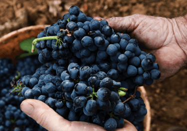 Ruta de la tapa y el vino