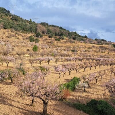 Deleita tus sentidos entre almendros e historia