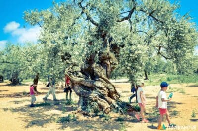 Los olivos milenarios del Maestrat y el Real Santuario de Traiguera